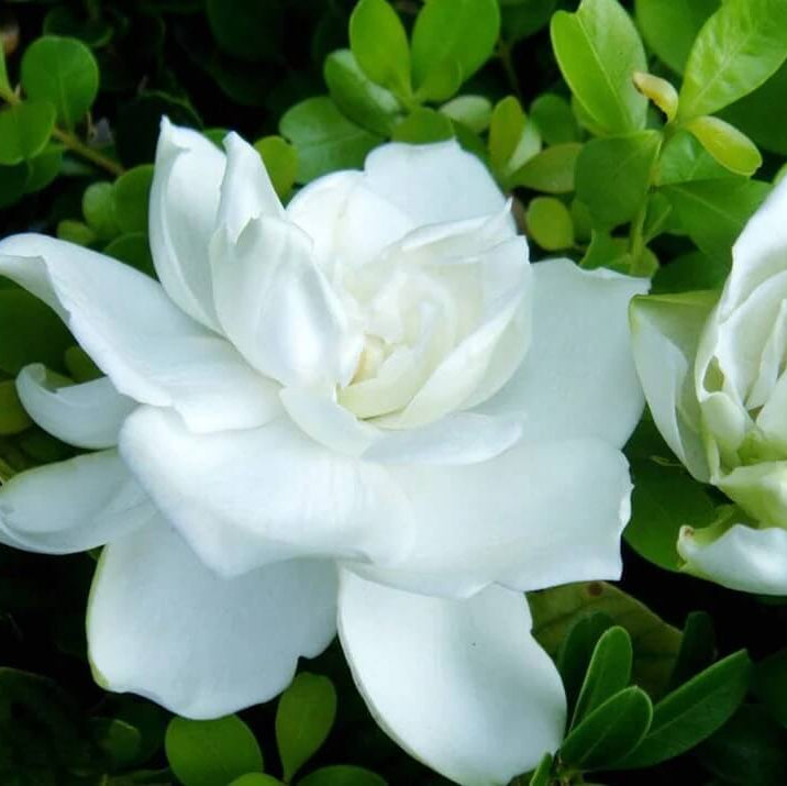 White Gardenia Seeds