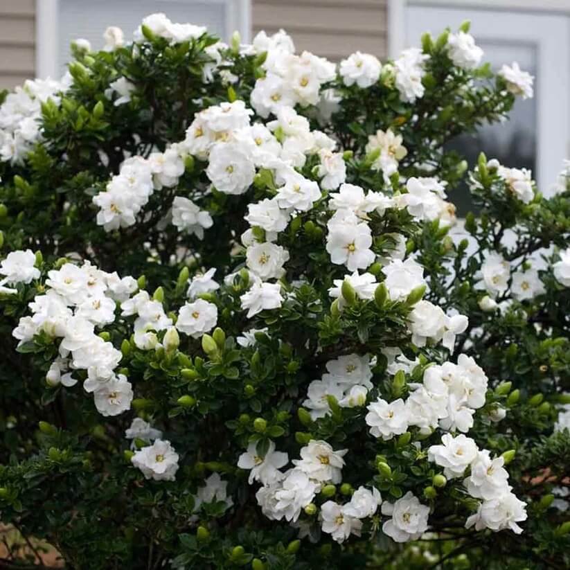 White Gardenia Seeds