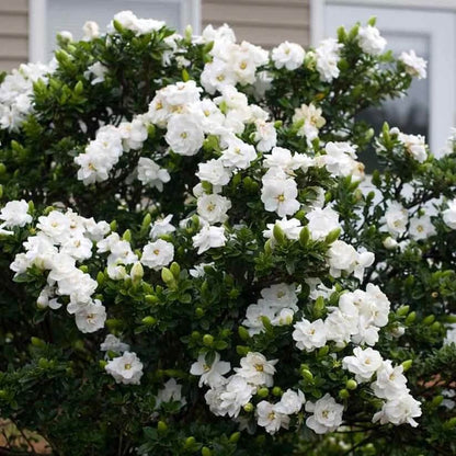 White Gardenia Seeds
