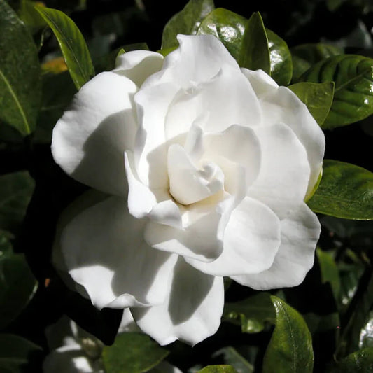 White Gardenia Seeds