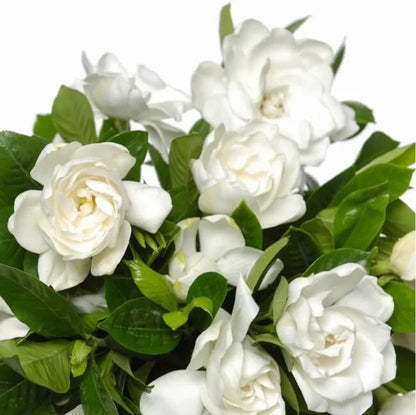 White Gardenia Seeds