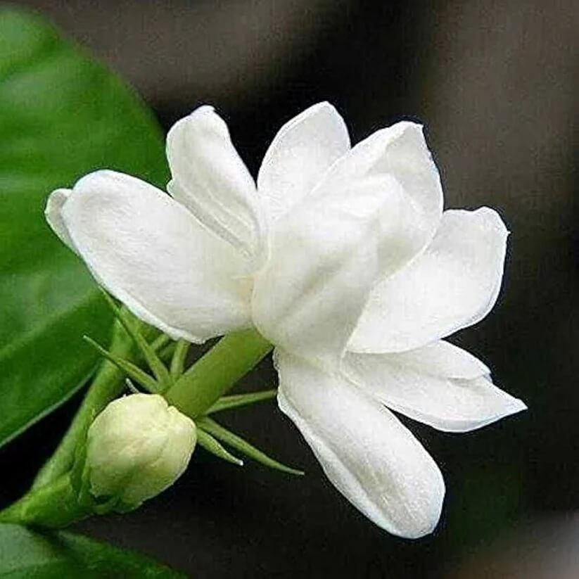 White Gardenia Seeds