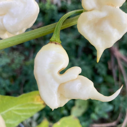 White Ghost Pepper Seeds