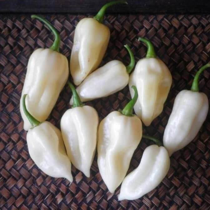 White Ghost Pepper Seeds