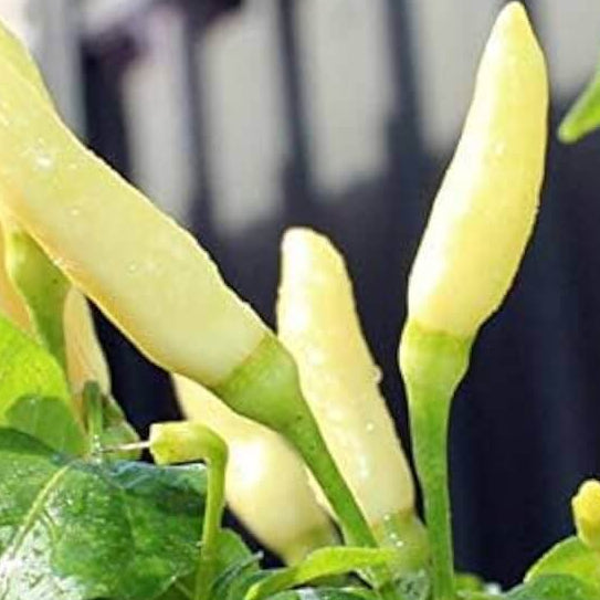 White Ghost Pepper Seeds