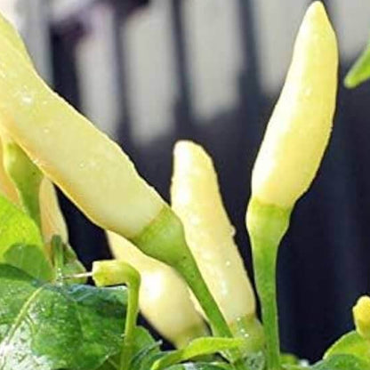 White Ghost Pepper Seeds
