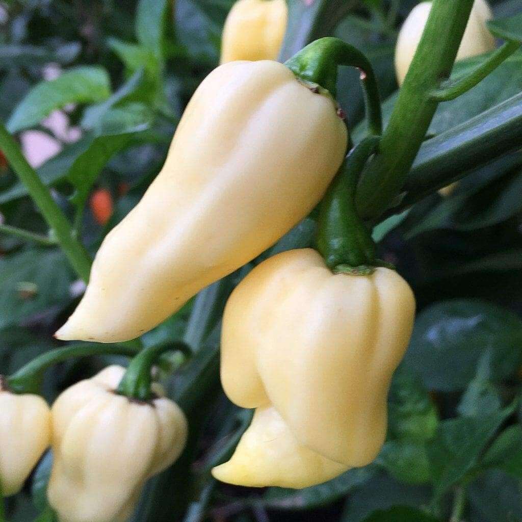 White Ghost Pepper Seeds