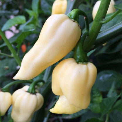 White Ghost Pepper Seeds