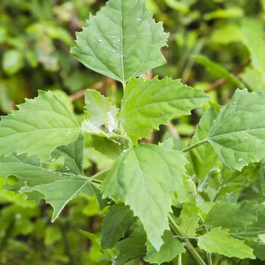 White Goosefoot Lambs Quarter Seeds 