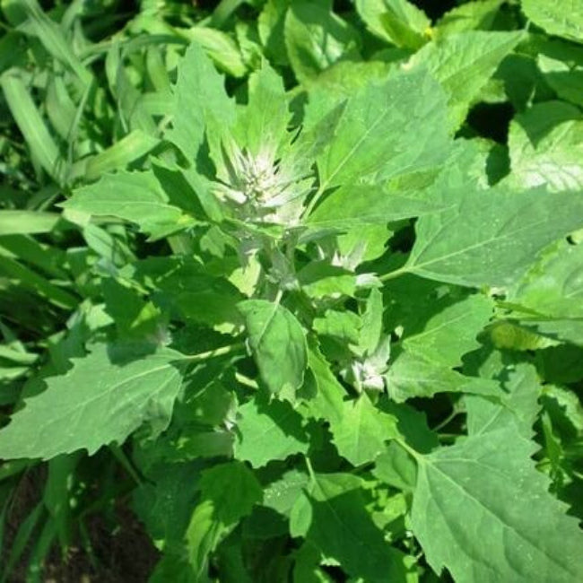 White Goosefoot Lambs Quarter Seeds 