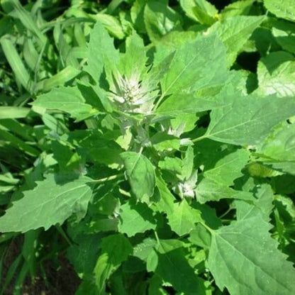 White Goosefoot Lambs Quarter Seeds 