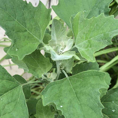 White Goosefoot Lambs Quarter Seeds 