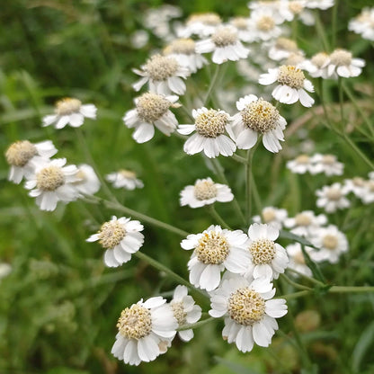 White Helenium Seeds - Flower Plant for Home Gardens