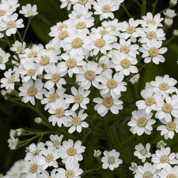 White Helenium Seeds - Flower Plant for Home Gardens