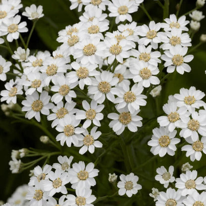 White Helenium Seeds - Flower Plant for Home Gardens