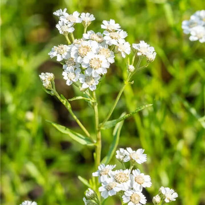 White Helenium Seeds - Flower Plant for Home Gardens