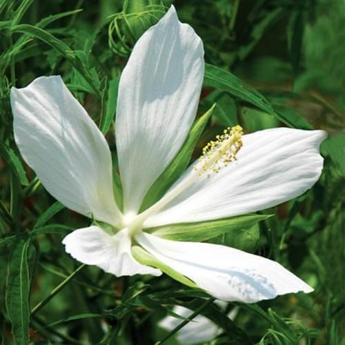 White Hibiscus Coccineus Seeds
