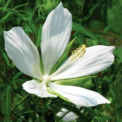 White Hibiscus Coccineus Seeds

