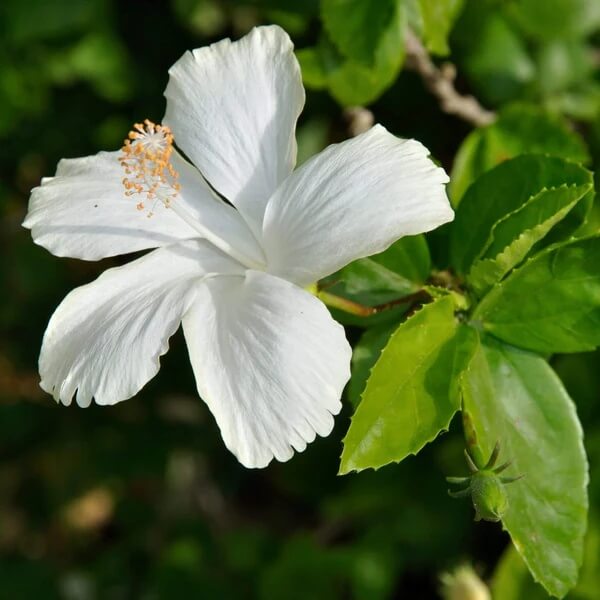 White Hibiscus Coccineus Seeds
