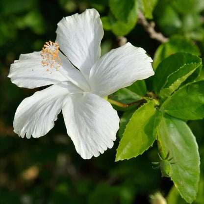 White Hibiscus Coccineus Seeds
