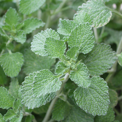 White Horehound Seeds - Herbal Plant