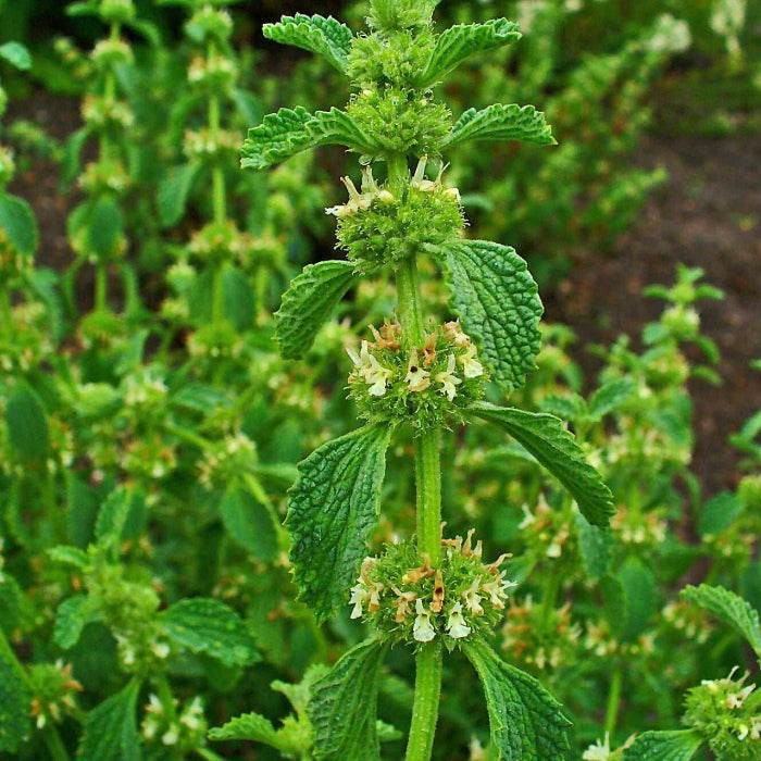White Horehound Seeds - Herbal Plant