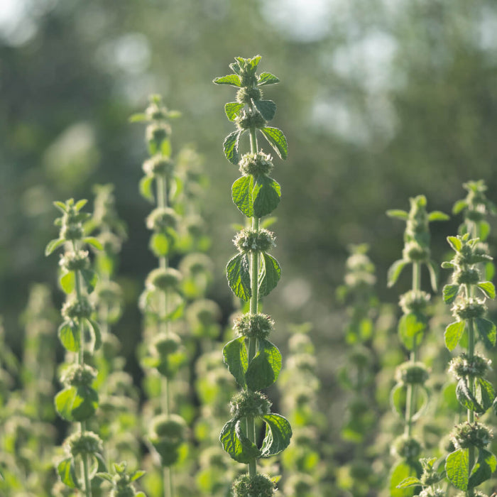 White Horehound Seeds - Herbal Plant