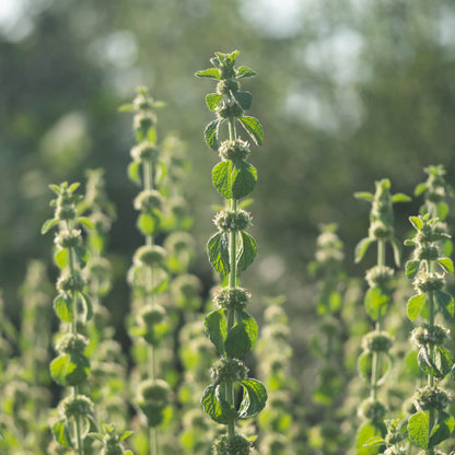 White Horehound Seeds - Herbal Plant