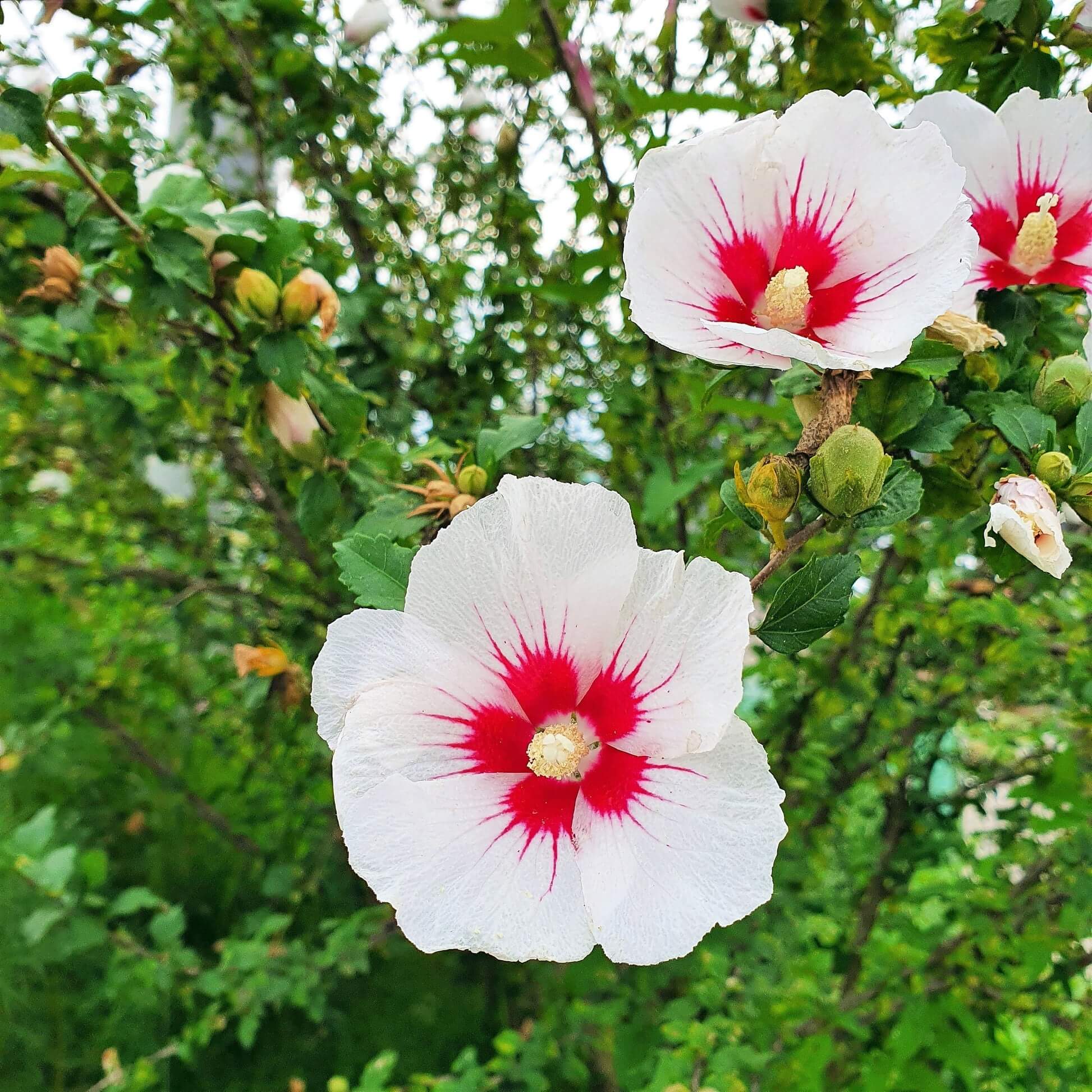 White & Hot Pink Mix Rose of Sharon seeds