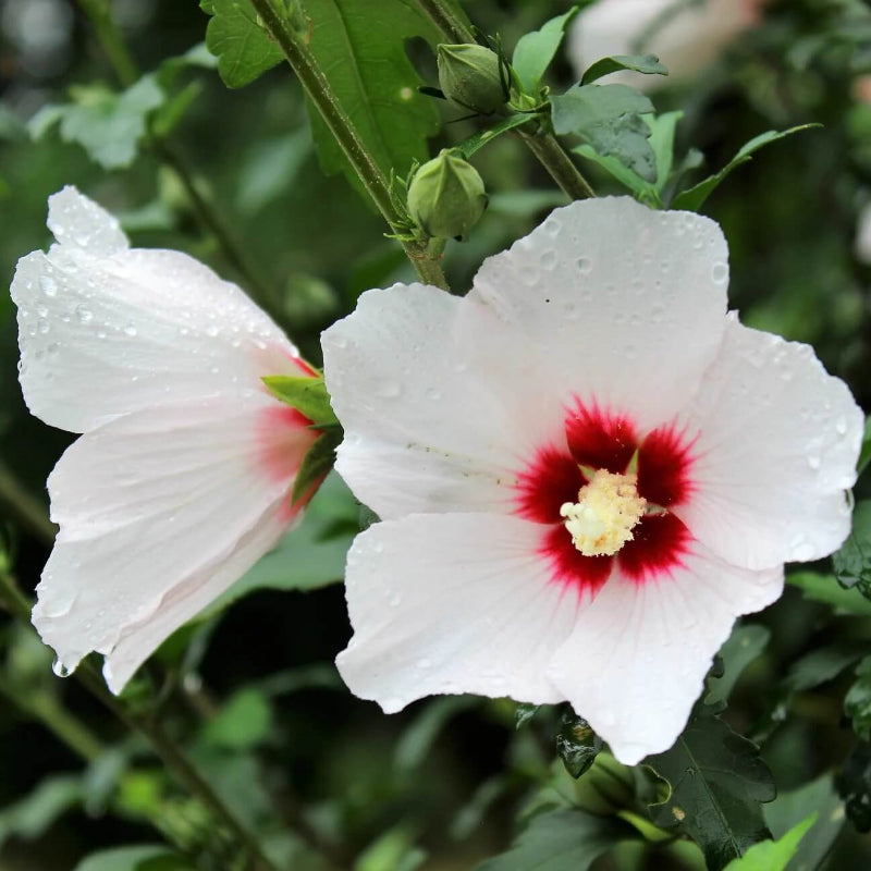 White & Hot Pink Mix Rose of Sharon seeds