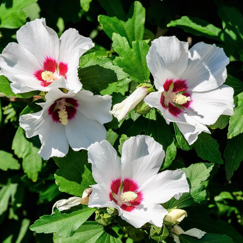 White & Hot Pink Mix Rose of Sharon seeds
