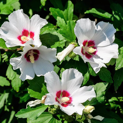 White & Hot Pink Mix Rose of Sharon seeds