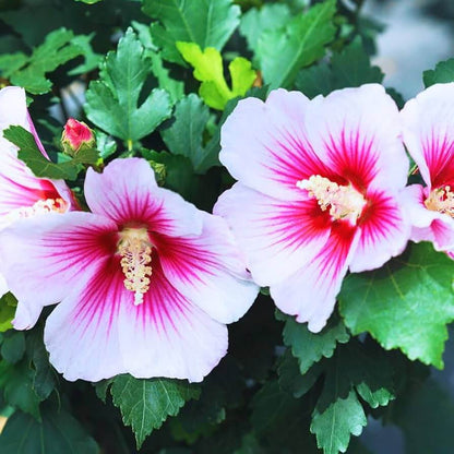 White & Hot Pink Mix Rose of Sharon seeds