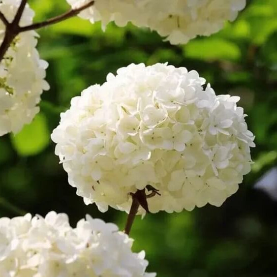 White Hydrangea Seeds - Flower Plant