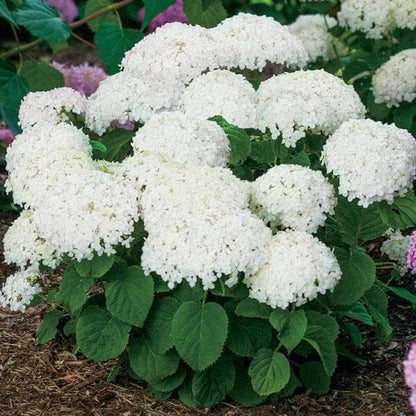 White Hydrangea Seeds - Flower Plant