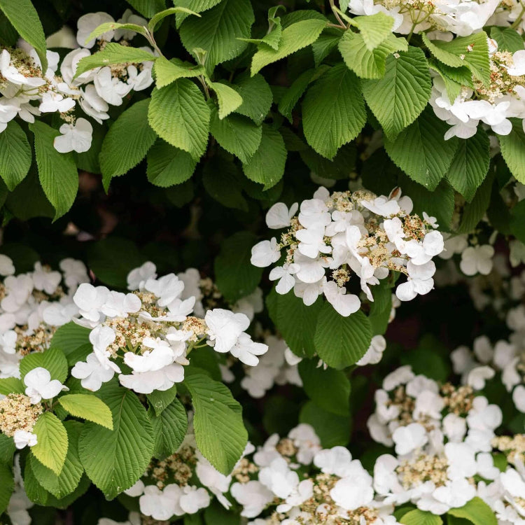 White Hydrangea Seeds - Flower Plant
