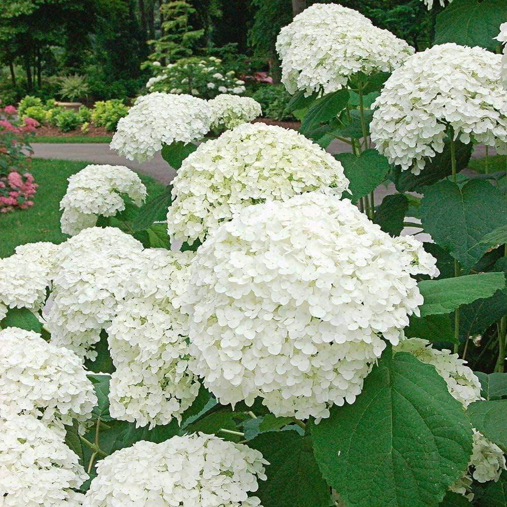 White Hydrangea Seeds - Flower Plant