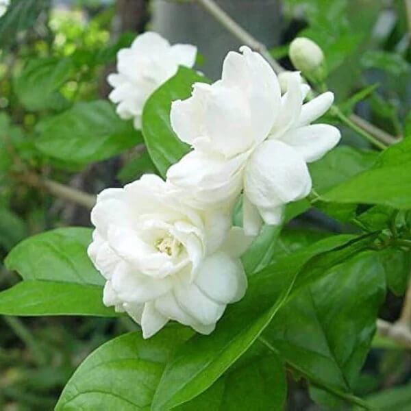 White Jasmine Seeds