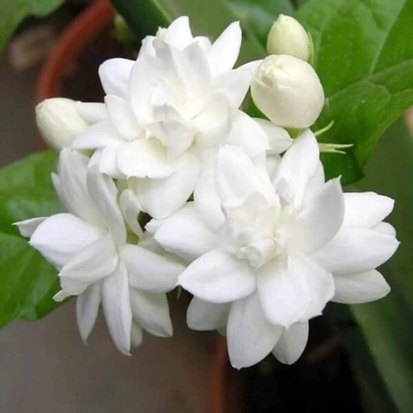White Jasmine Seeds
