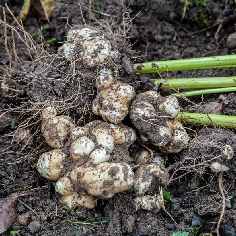 White Jerusalem Artichoke seeds
