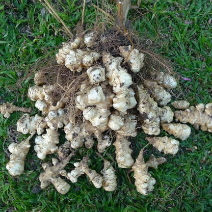 White Jerusalem Artichoke seeds