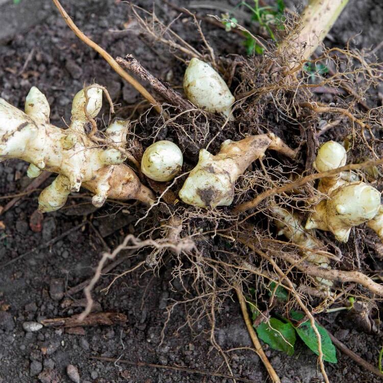 White Jerusalem Artichoke seeds