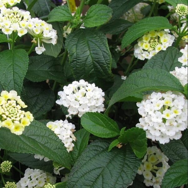 White Lantana Seeds