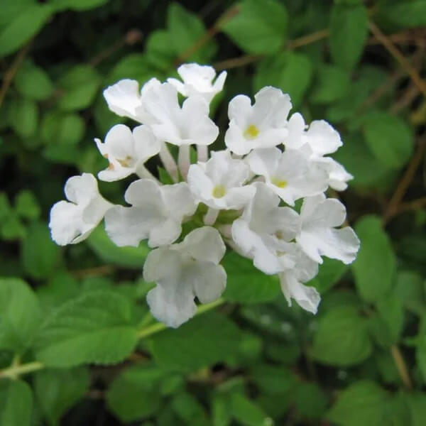 White Lantana Seeds