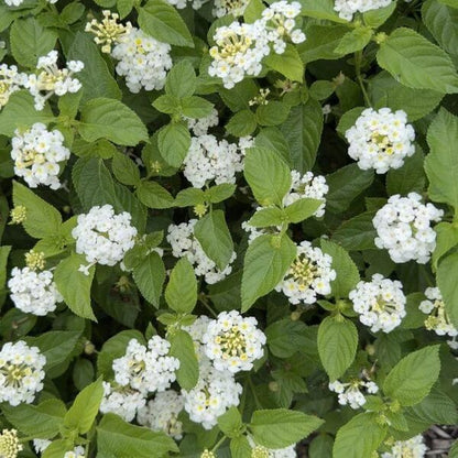 White Lantana Seeds