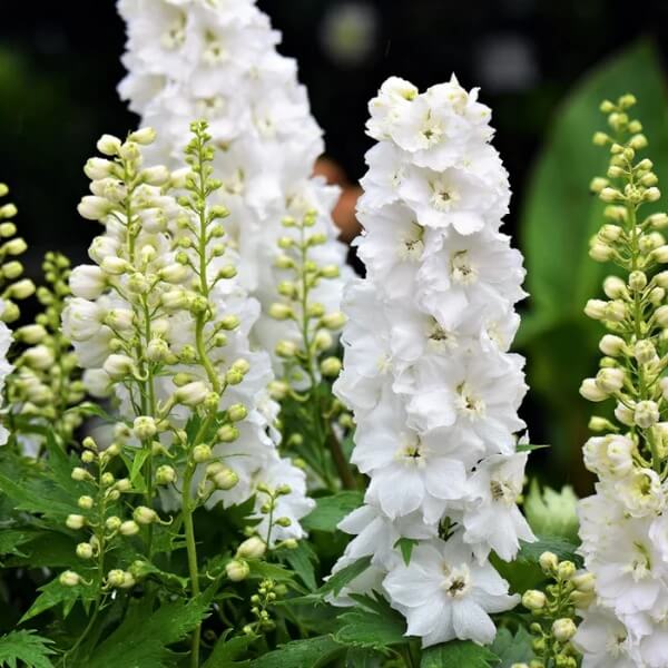White Larkspur Seeds - Flower Plant for Home Gardens