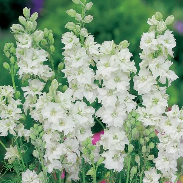 White Larkspur Seeds - Flower Plant for Home Gardens