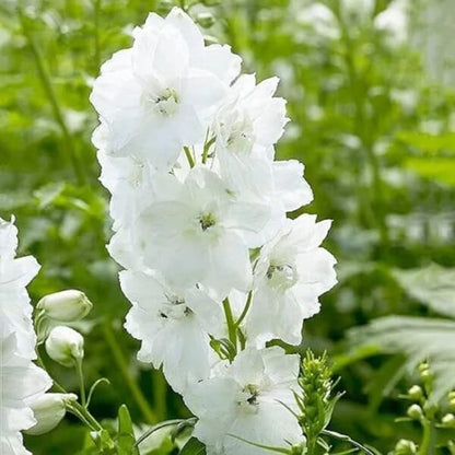 White Larkspur Seeds - Flower Plant for Home Gardens