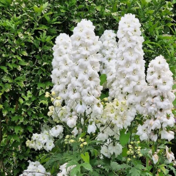 White Larkspur Seeds - Flower Plant for Home Gardens