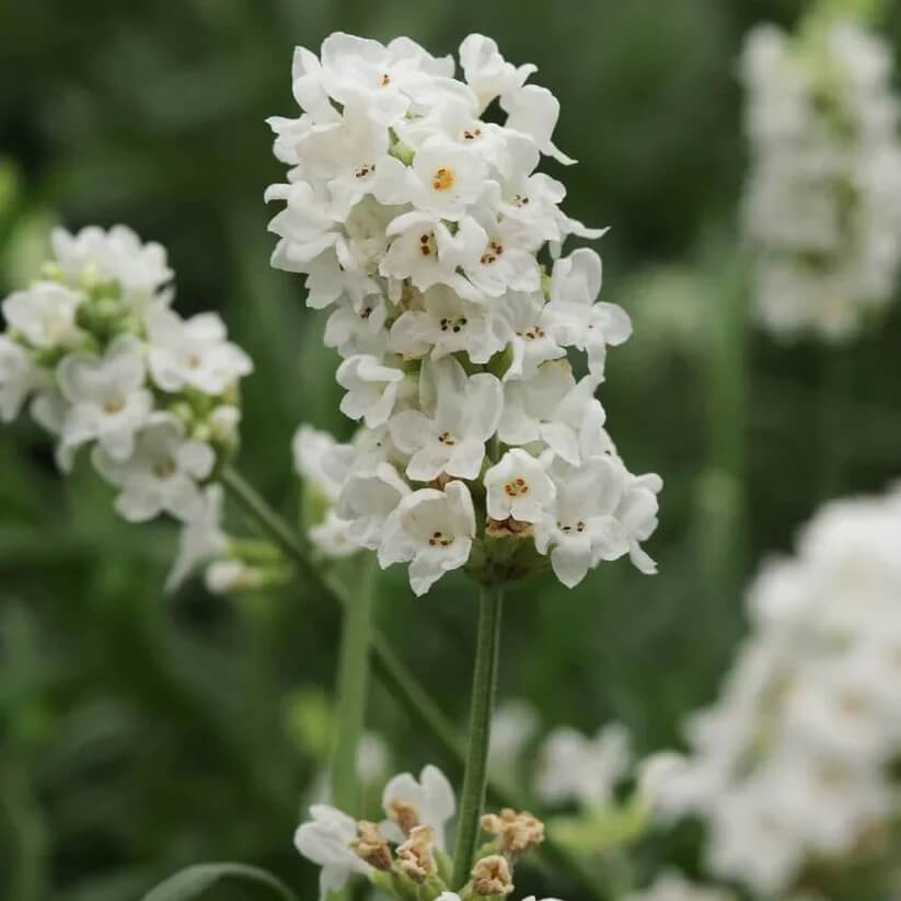 White Lavender  Seeds